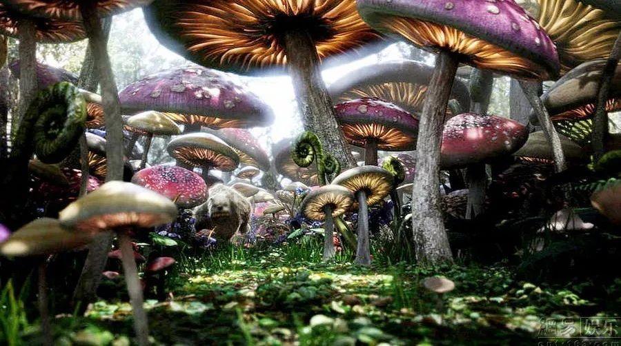 救援白虎